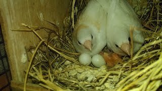 Cara Beternak Burung Emprit Jepang Society Finch Breeding [upl. by Hajidak]