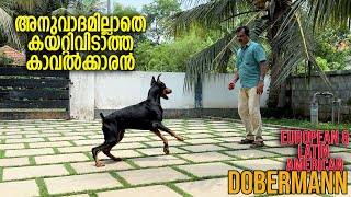 നല്ല Dobermann കാവൽ നായകൾ  Vickies Greeny [upl. by Reginnej]