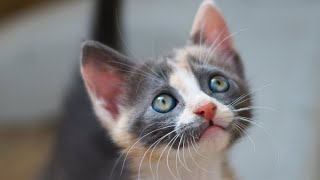 Rescued Kitten Has Eyes Like Galaxies 🌌 [upl. by Awe]