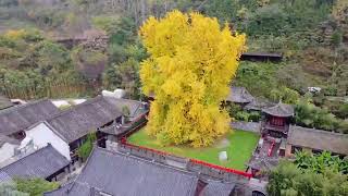 1400yearold Ginkgo Tree in the Gu Guanyin Buddhist Temple [upl. by Schoenfelder52]