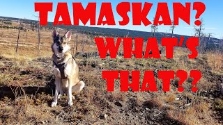 Tamaskan Whats That [upl. by Woodberry]