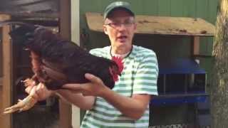 A Quick Overview of the Rhode Island Red Chicken The real one [upl. by Aihsenrad]