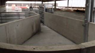 Livestock Handling System [upl. by Drummond]