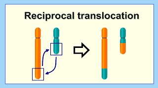 reciprocal translocation [upl. by Ingram]