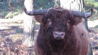 Schotse Hooglander  Bos taurus var highland  Annelies van Klinken [upl. by Surad76]