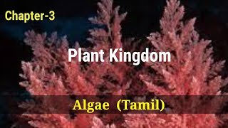 Ncert  Class 11  Chapter  3  Plant Kingdom  Algae  Tamil  302 [upl. by Eirene]