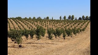 How to Plant a Hazelnut Orchard [upl. by Gnirps]