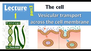 1cVesicular transport across the cell membrane Endocytosis and ExocytosisCellHistology [upl. by Yellat101]