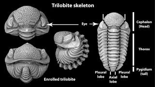 MECANISMOS DE LA EVOLUCIÓN BIOLÓGICA [upl. by Burwell]