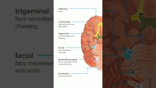 cranial nerves  12 pairs of cranial nerves  medigirl [upl. by Jacobah]