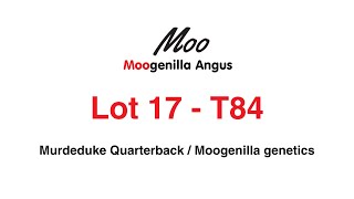 Moogenilla Bull Sale  Lot 17 [upl. by Colon]