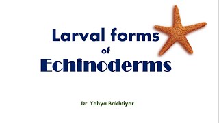 8 Larval Forms of Echinoderms Larvae of Echinodermata [upl. by Fulmis931]