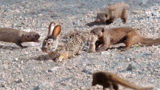 Mongooses Tear Baby Hare Apart [upl. by Elene]