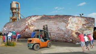 Super BIG amp LONG Sawmill❗Special TREMBESI Wood From Sumatra Worth As Much As Gold Bars [upl. by Narcis]