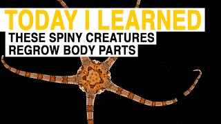 TIL These Spiny Sea Creatures Can Regrow Lost Body Parts  Today I Learned [upl. by Anaynek]