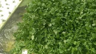 The Easiest Plant to Grow in Aquaponics Water Cress [upl. by Mor]