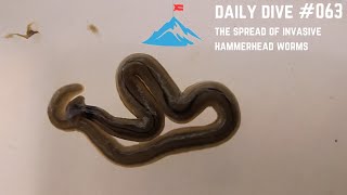 Daily Dive  063  The Spread of Invasive Hammerhead Worms [upl. by Whitcomb230]