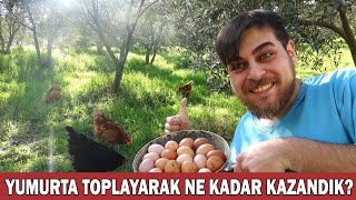 YUMURTALARIMIZI TOPLUYORUZ BAKALIM KAÇ PARA KAZANDIK [upl. by Nohsauq]