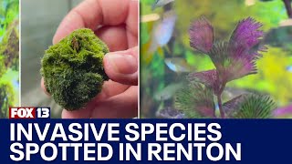 Invasive species spotted at Renton aquarium wholesaler  FOX 13 Seattle [upl. by Ahsinawt]