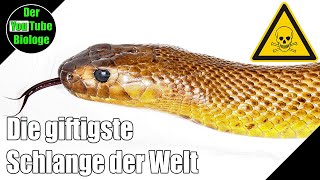 Giftigste Schlange der Welt – Taipan Gift Wirkung [upl. by Haorbed]