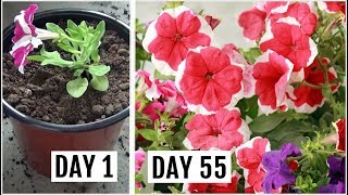 Know The Right Way to Grow amp Care for Petunia Plant [upl. by Jacobsen155]