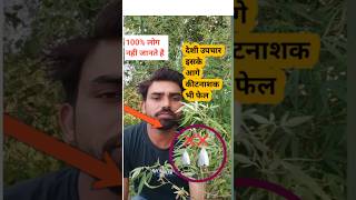 भंग से करें कीट नियंत्रण agriculture farming organicfarmingshortsviral [upl. by Ttegdirb]