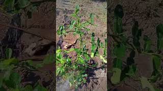 Watering the kaffir lime I planted Amazing it grows in such sandy soil Subscribe maryannabuilds [upl. by Cleres]