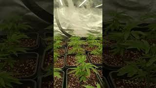 ❌ ¡CONTROLA este ERROR 🚨 Seguimiento a sobrefertilización en Cultivo interior Shorts [upl. by Asihtal]