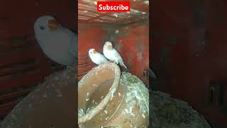 Zebra Finch Breeding The Ultimate Guide [upl. by Gerhan]