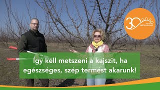 MMG  A kajszi metszése felsőfokon [upl. by Werby472]