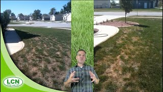 Sod Webworm are BAD This Year Get Rid of Sod Webworm Army Worm Cut Worm [upl. by Zetrok]