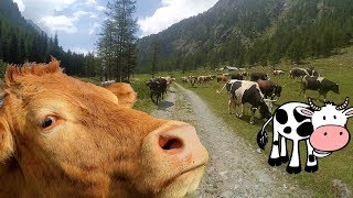 Le mucche corrono da noi ATTENTI AL TORO Passeggiata in malga tra una mandria di mucche [upl. by Ahsiner]