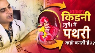 FullVideo👉HUMAN KIDNEY amp KIDNEY STONE  किडनीगुर्दे अंदर से कैसी होती है और इसमें पथरी कहाँ बनती है [upl. by Summons]