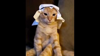 Arabian Cat music meme 1 hour  Mundian to Bach Ke 1 hour [upl. by Jung618]