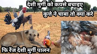 देशी मुर्गी को कुत्ते ने काटा तो क्या करे 🐶🐶  कोनसी मेडीशीन दे [upl. by Kerrin]