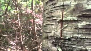 Harvesting Birch Bark  start to finish [upl. by Shoshanna]