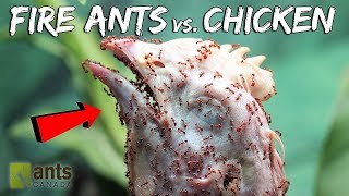 I Gave My Fire Ants A Chicken Head [upl. by Deehsar]