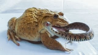 Asian Bullfrog Tries to Eat Big Snake And Scorpion What to see [upl. by Mur256]