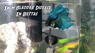 How to Heal Swim Bladder Disease in Bettas [upl. by Onibas611]