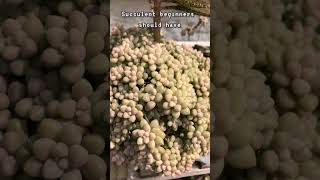 Graptopetalum Mendozae vs Mirinae  Mendozae Succulent [upl. by Barolet]