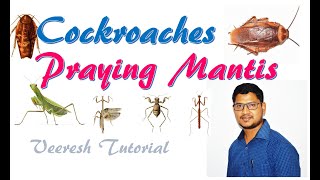 Lecture 21 Insect orders Blattodea Cockroaches amp Mantodea Praying Mantis [upl. by Leakim]