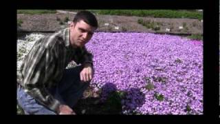 How to Grow and Care for Phlox Video [upl. by Minier]