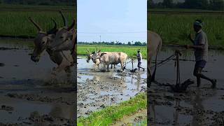 ploughing with bulls by farmer  bull ploughing the field cow ploughing the field ox ploughing field [upl. by Alasdair630]