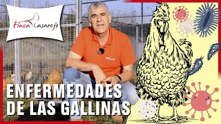 👨‍🏫 Enfermedades de las gallinas cómo prevenirlas [upl. by Carnahan]