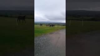 Horses on the field in Ireland [upl. by Yekciv]