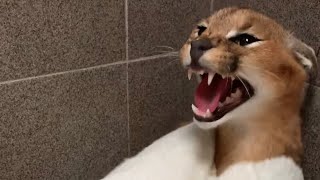 Roo the Caracal gets a bath  extended version [upl. by Hobey]