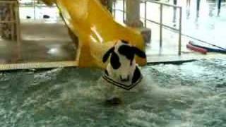 Cow on water slide video [upl. by Arella]