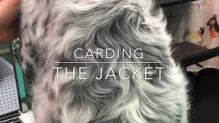 Carding a Setter Coat [upl. by Sadnak]