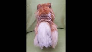 Needle Felted Dog Tail The Process [upl. by Holli396]