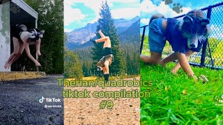 Therian TikTok compilation 9 [upl. by Brigid]